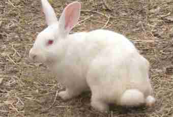 How to choose breed of a rabbit